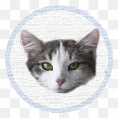 Oscum - Cute Kittens Domestic Long Hair Emoji,Grey Tabby Emoticons