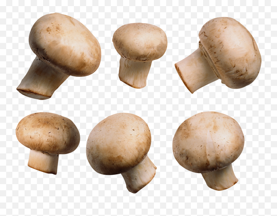 Mushrooms 130 Wallpapers - Transparent Button Mushroom Png Emoji,Iphone Mushrooms Emoji