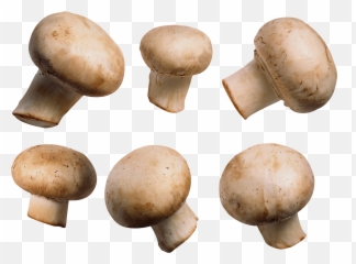 Mushrooms 130 Wallpapers - Transparent Button Mushroom Png Emoji,Iphone Mushrooms Emoji