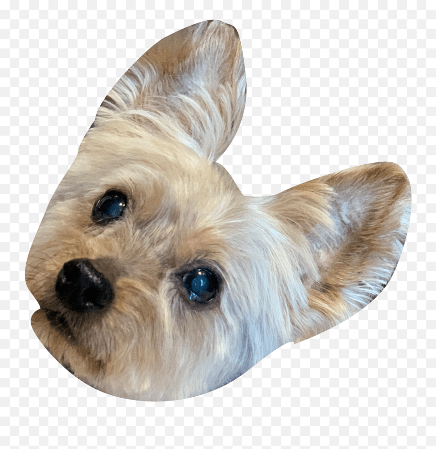 Ceros 2021 Pet Calendar - Vulnerable Native Breeds Emoji,Yorkie Emojis