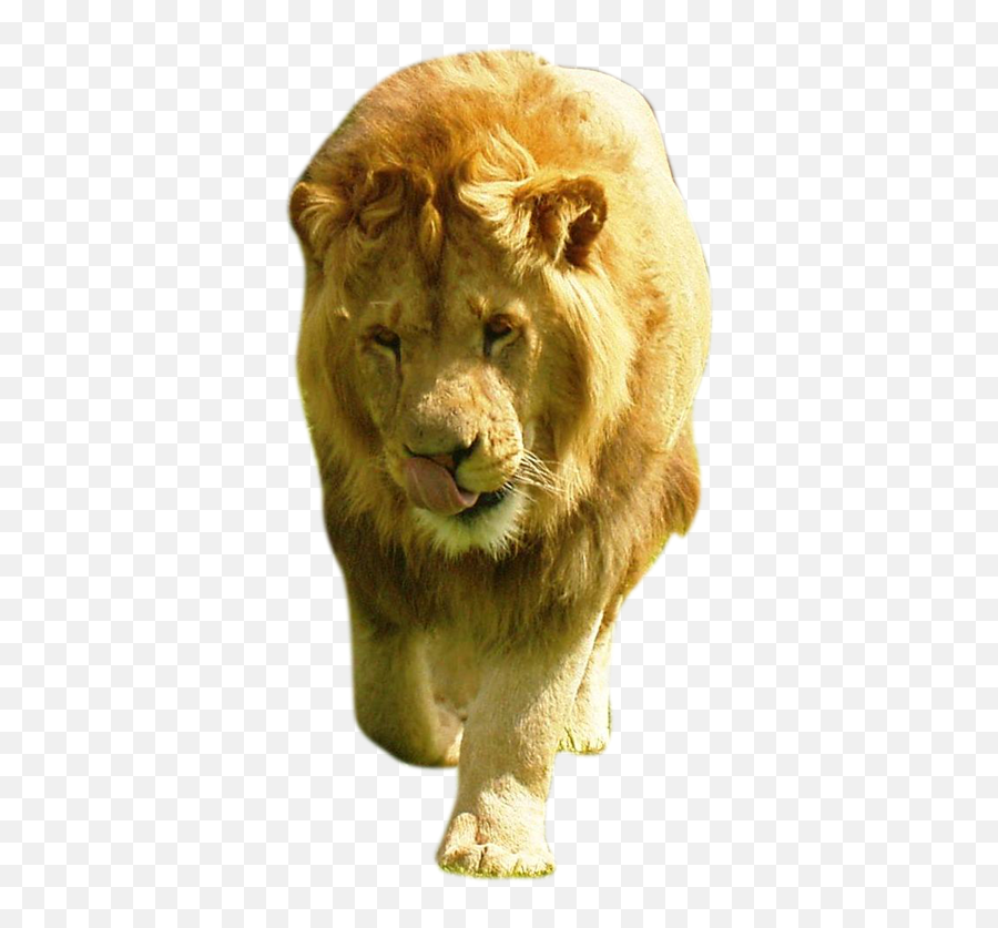 Lion Transparent Background Png Images - East African Lion Emoji,Lion Of Judah Emoji