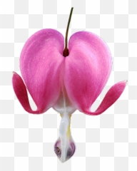 Bleeding Heart - Bleeding Heart Flower Transparent Emoji,Bleeding Heart Emoji