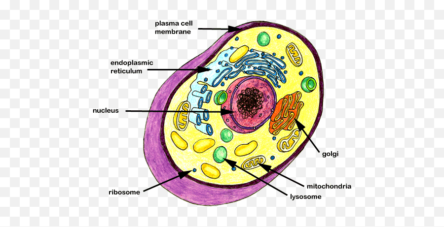 Peptides Informational Substances - Biological Cell Emoji,Molecules Of Emotions Candace Pert