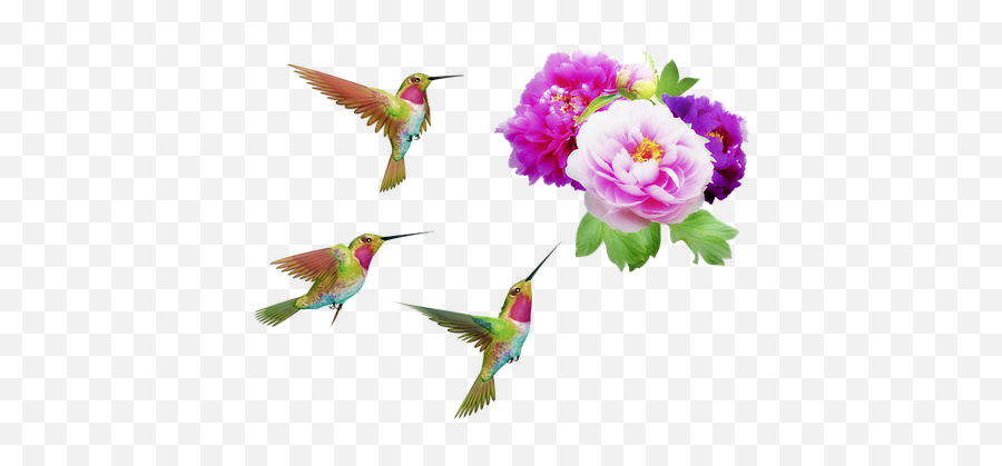 Free Hummingbird Bird Illustrations - Transparent Background Peony Clipart Emoji,Hummingbird Emoji