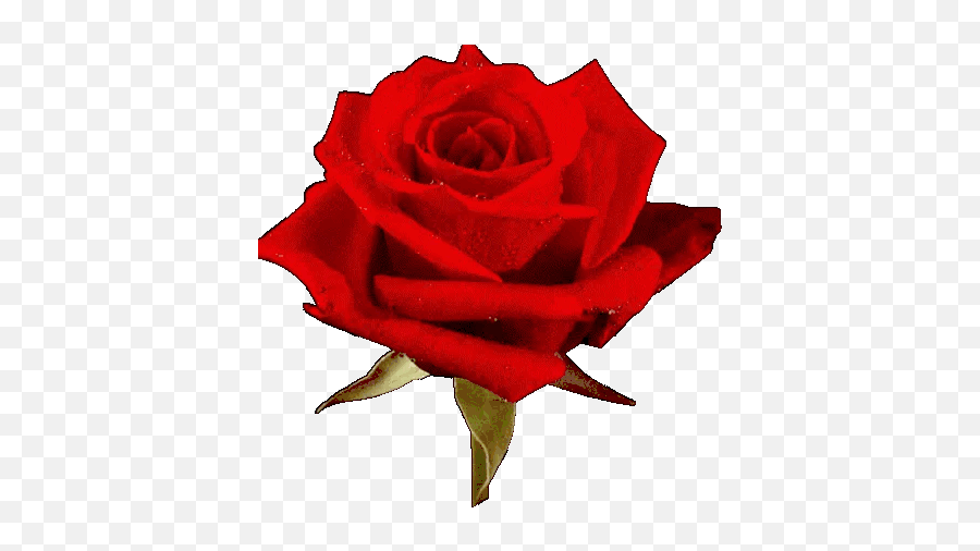 Rose Heart Gif - Transparent Blooming Rose Gif Emoji,Red Rose Emoji