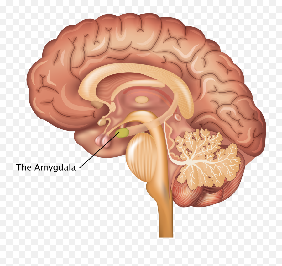 Amygdala - Estructuras Subcorticales Del Cerebro Emoji,Amygdala Emotions