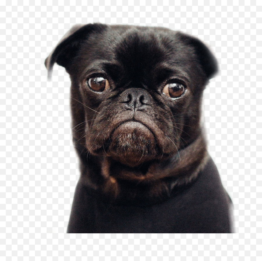 No Seas Sticker - Big Eye Dog Emoji,Pug Emojis