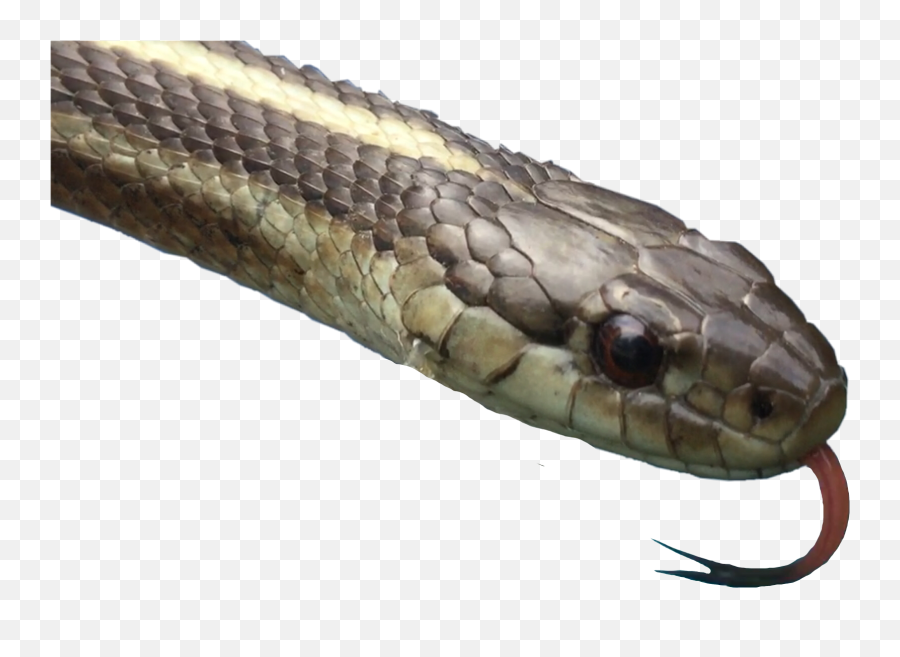 Snake Gartersnake Sticker Emoji,Emoji Snake Streched Out