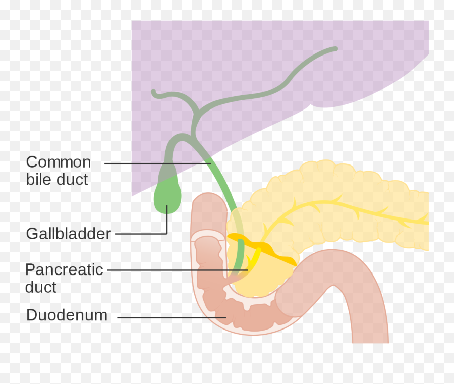 Copd And Alcohol The Truth About The Risks - Worm Emoji,Alcohol Effects On Your Emotions