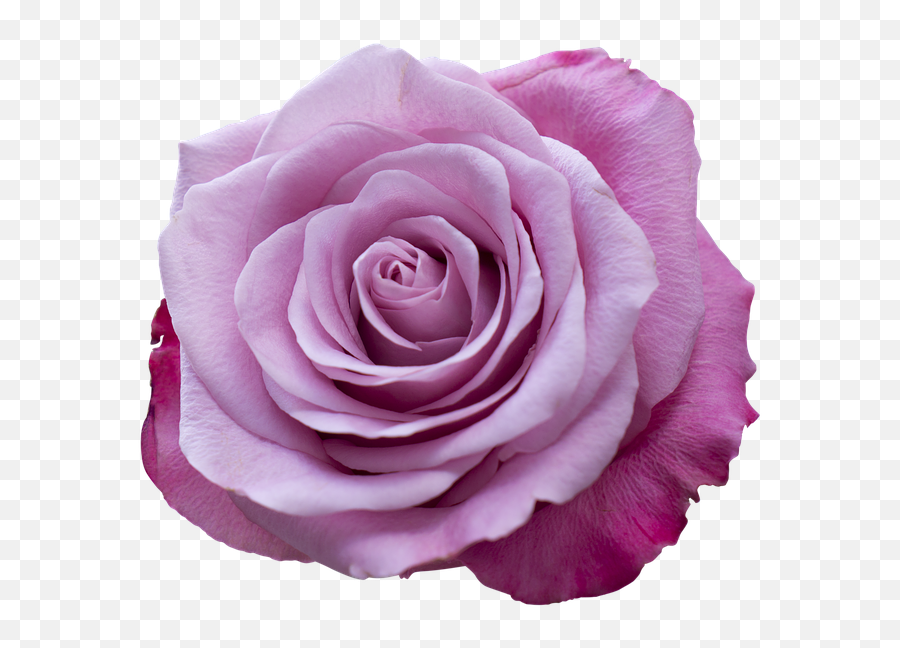 Emotion Roses Pink - Rose Emoji,Pink Rose Emoticon