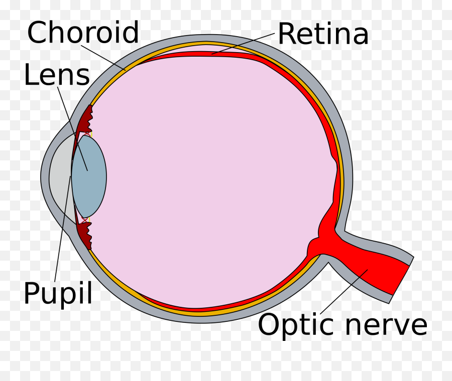 Car Accident Head Injury Claims Get The Compensation You - Retina Clipart Emoji,Emotions Mouse Heads