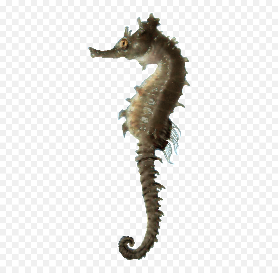 Sea Horse Without Background - 10 Free Hq Online Puzzle 5e Sea Horse Emoji,Emoji Horse And Plane