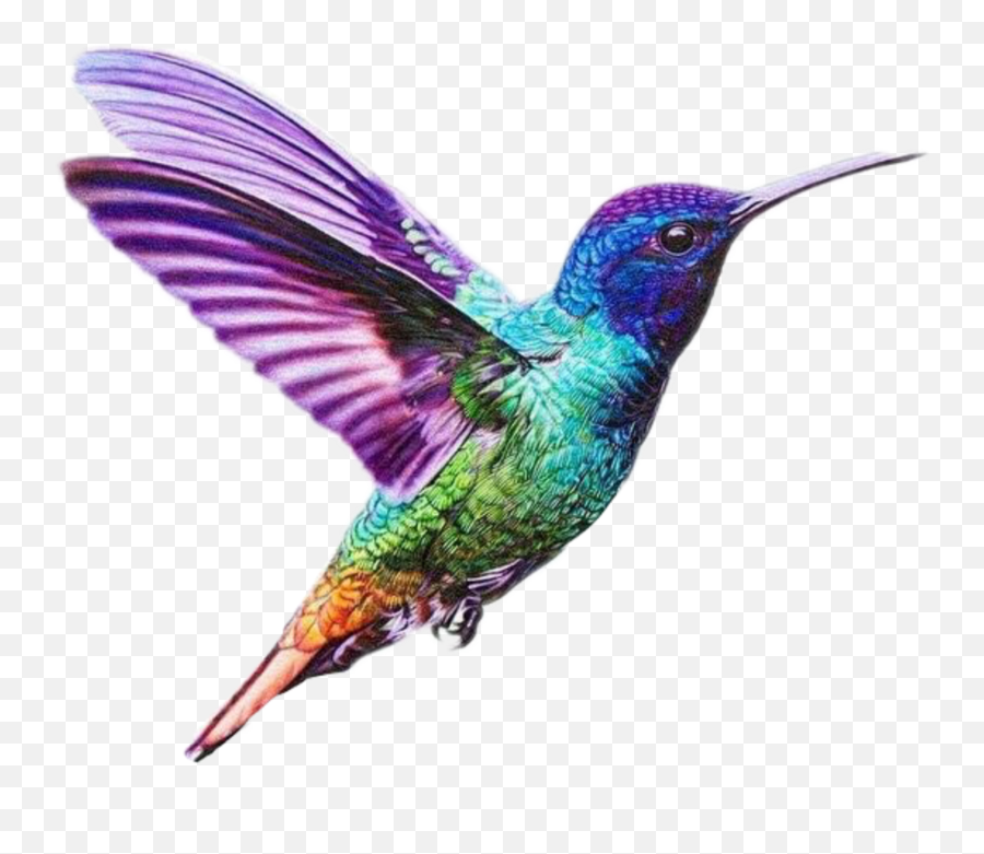 Discover Trending - Hummingbird Drawing Color Emoji,Hummingbird Emoji