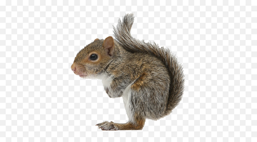 Chipmunk Clipart Grey Squirrel Chipmunk Grey Squirrel - Transparent Background Squirrels Png Emoji,Red Squirrel Emoji