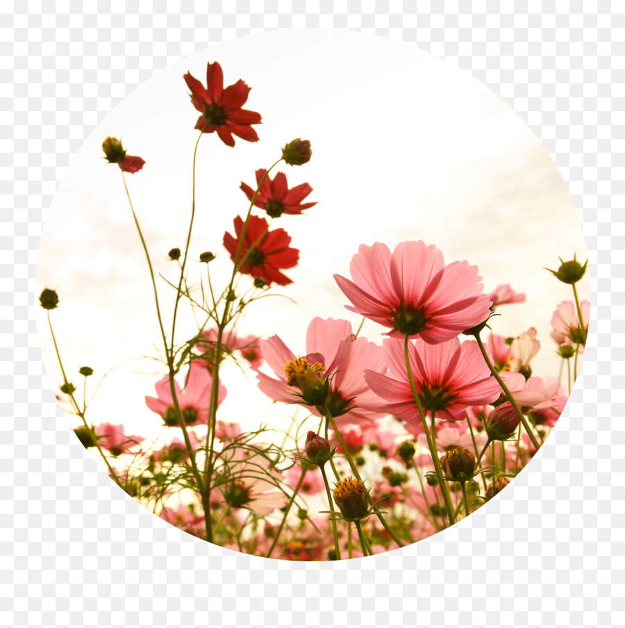 What Are The Benefits Of Emotional Resolution U2014 Emotional - Flower Emoji,Spring Emotion