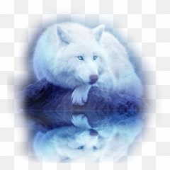 The Most Edited Wolves Picsart - Beautiful White Wolf Animal Emoji,Arctic Fox Laughing Emoji