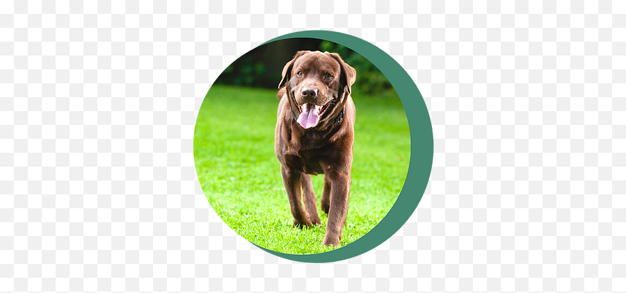 Training - Dogs Live About 12 Years Quote Emoji,Showing Emotion In Front Of Your Dog