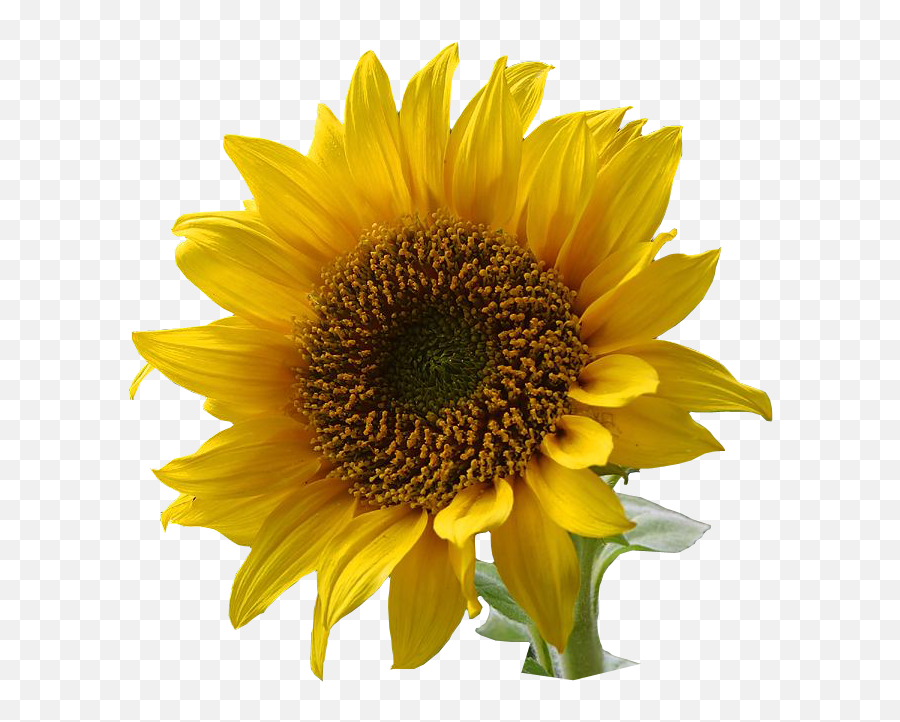 Sun Flower Png Sun Flower Png Transparent Free For Download - Love Sun And Sunflower Clipart Emoji,Sun Flower Emoji