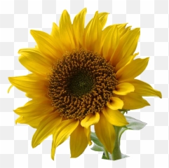 Sun Flower Png Sun Flower Png Transparent Free For Download - Love Sun And Sunflower Clipart Emoji,Sun Flower Emoji