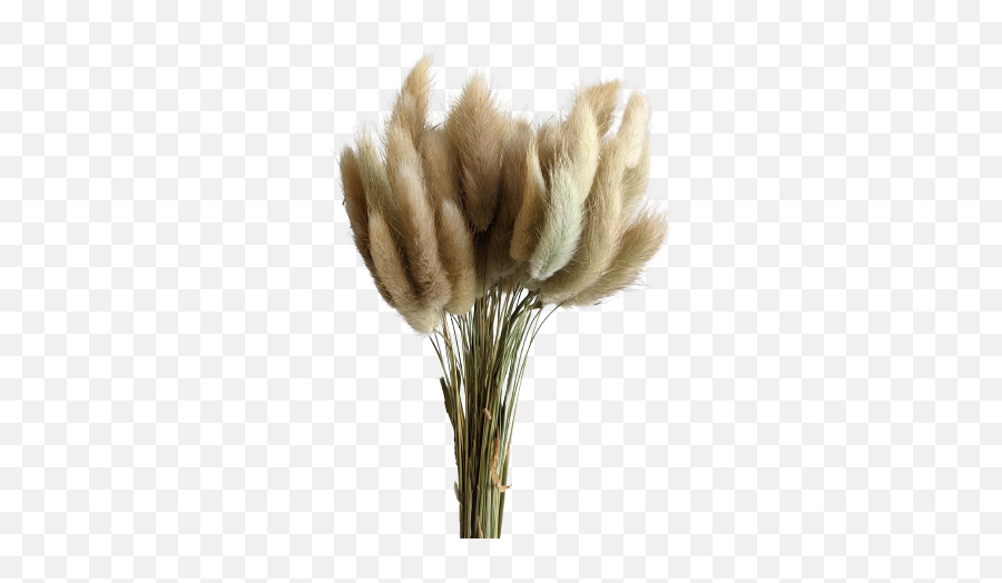 Bunny Tails 50cm 60 Stems Natural - All Inseason Flowers Emoji,Sweet Emotion Stems