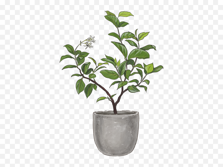 Star Jasmine Outdoor Blooming Plants Lively Root Emoji,Seedling Emoji Hd