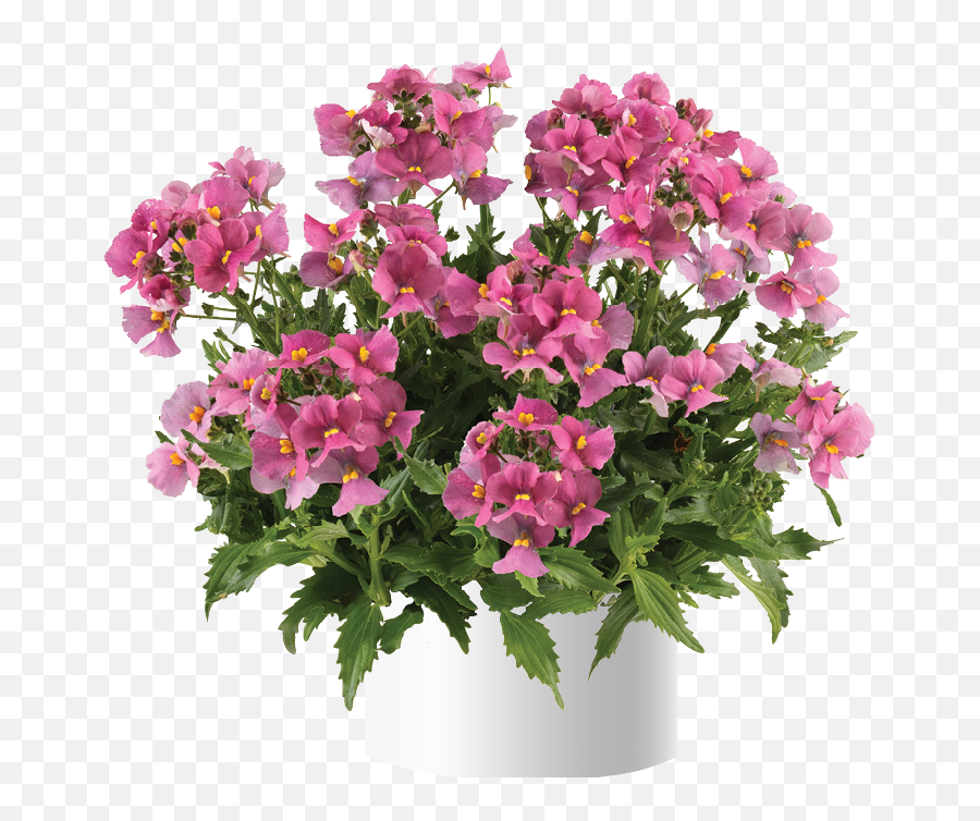 Spring Blush - Surfinia Emoji,Salvia Sallyfun Blue Emotion