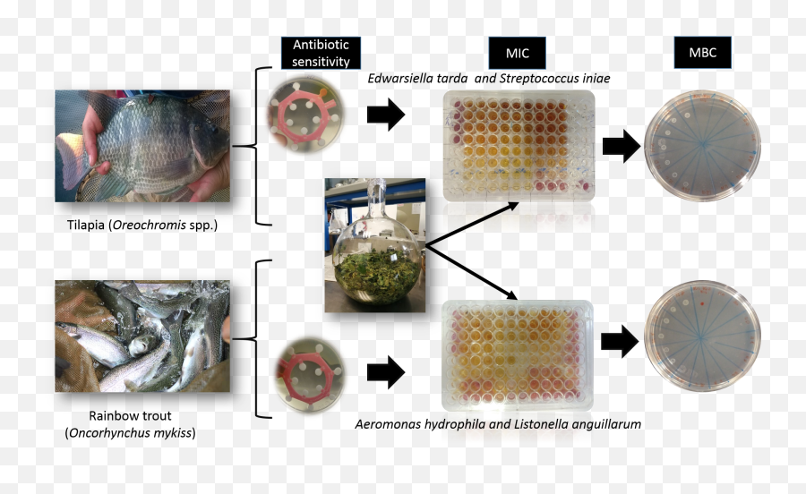 Animals Free Full - Text In Vitro Antibacterial Potential Fish Products Emoji,Mar Co 32 Emotion