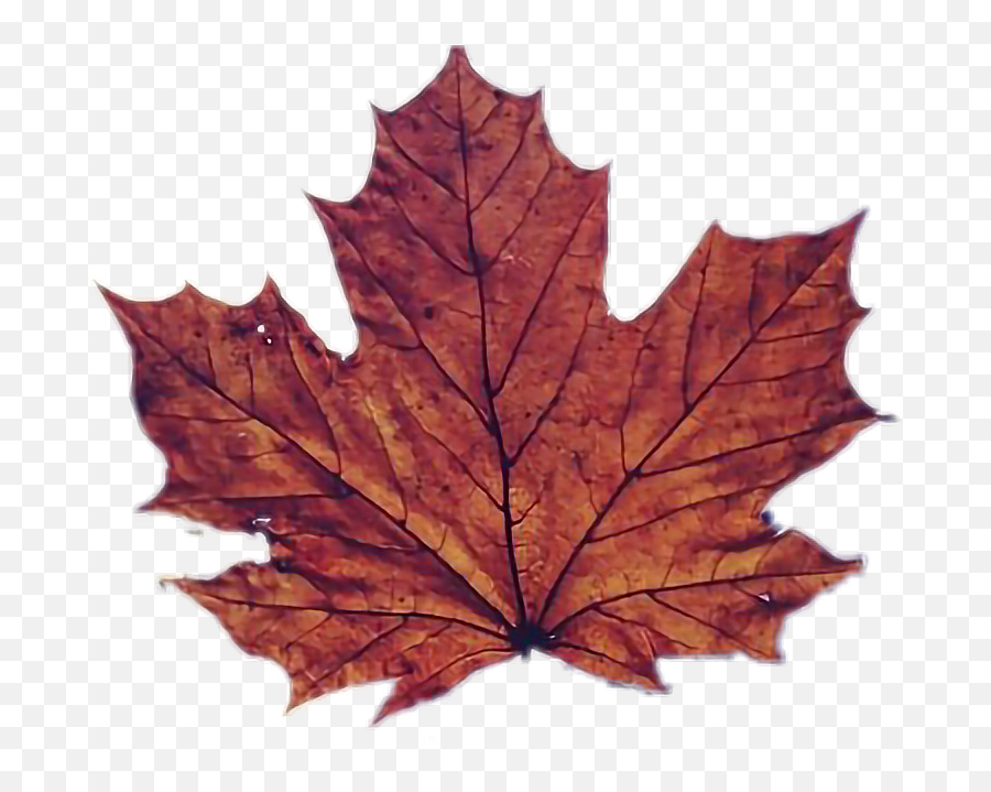 Leaf Maple Leaves Sticker - Maple Leaves Fb Cover Emoji,Maple Leaf Emoji Png