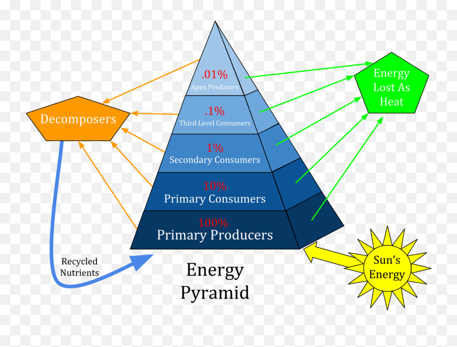 Energy Flow Through An Ecosystem Explained - Energy Pyramid Emoji,Emotion Energy Flow Chart