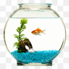 Fish Goldfish Fishbowl Sticker - Transparent Goldfish Bowl Png Emoji,Fishbowl Emoji Transparent