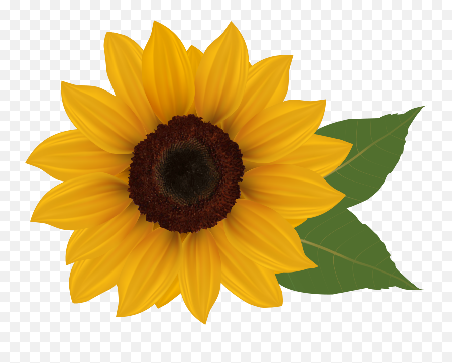 Daisy Clipart Sunflower Flower Pencil And In Color - Clipart Transparent Background Sunflower Emoji,Sunflower Emoji