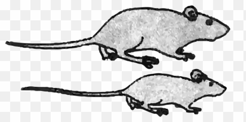 Behavioral Testing In Mice And Rats - Behavioral Experiments In Rats Emoji,Remy The Rat What Emotion