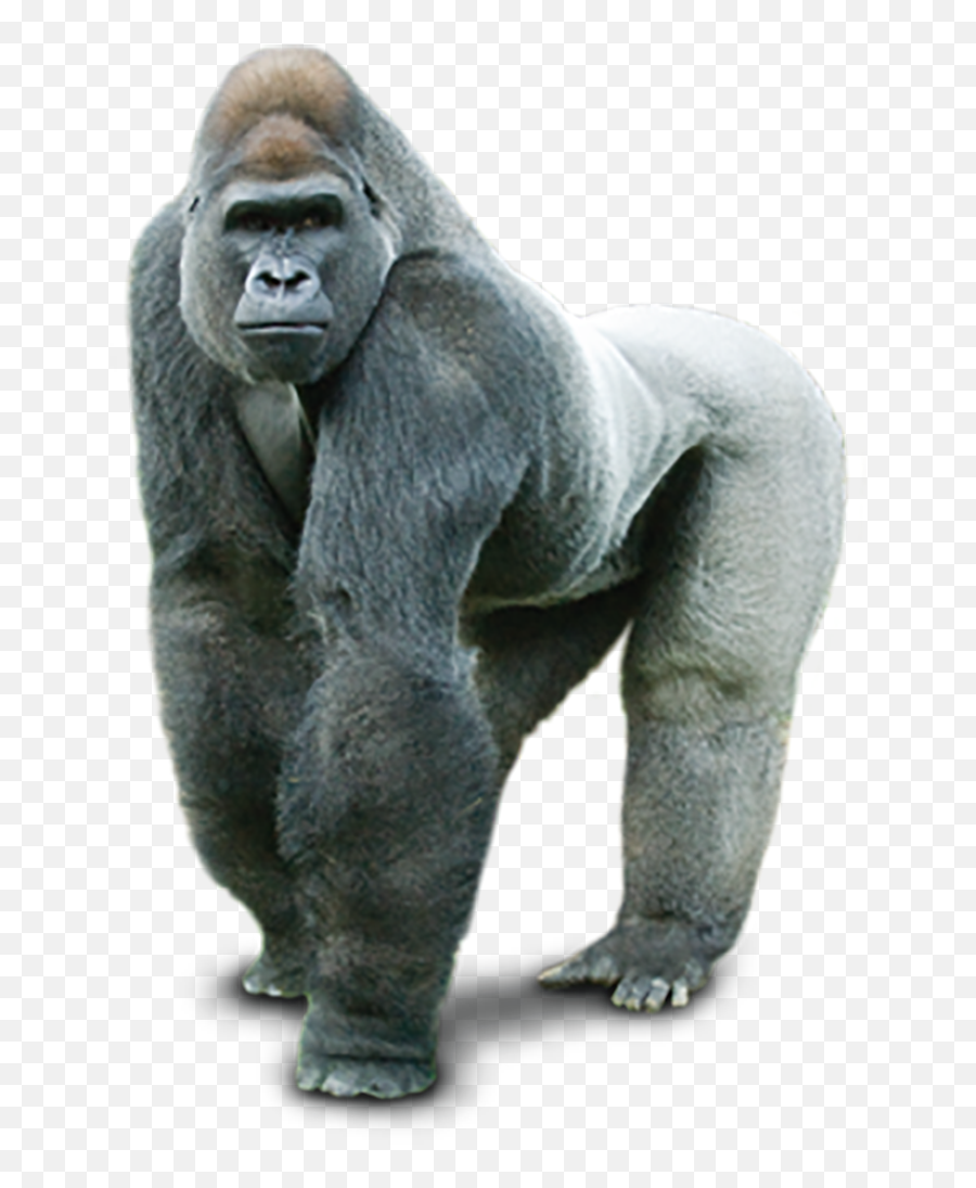 Gorilla Full Body Png Transparent Images Free Download - Transparent Image Gorilla Emoji,Where Is The Gorilla Emoji