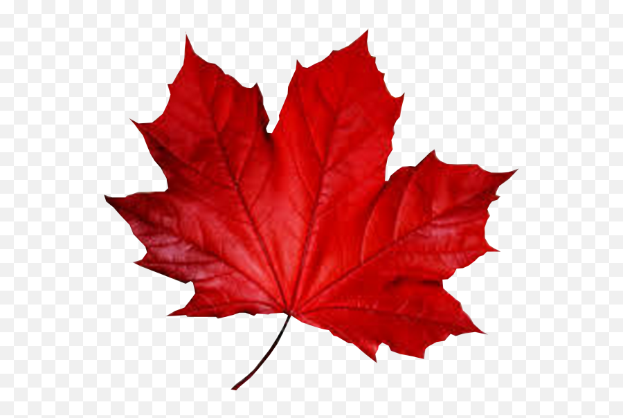 Maple Leaf Smule Autumn - Red Leaf Png Download 600523 Red Leaf Png Emoji,Leaf Emoji
