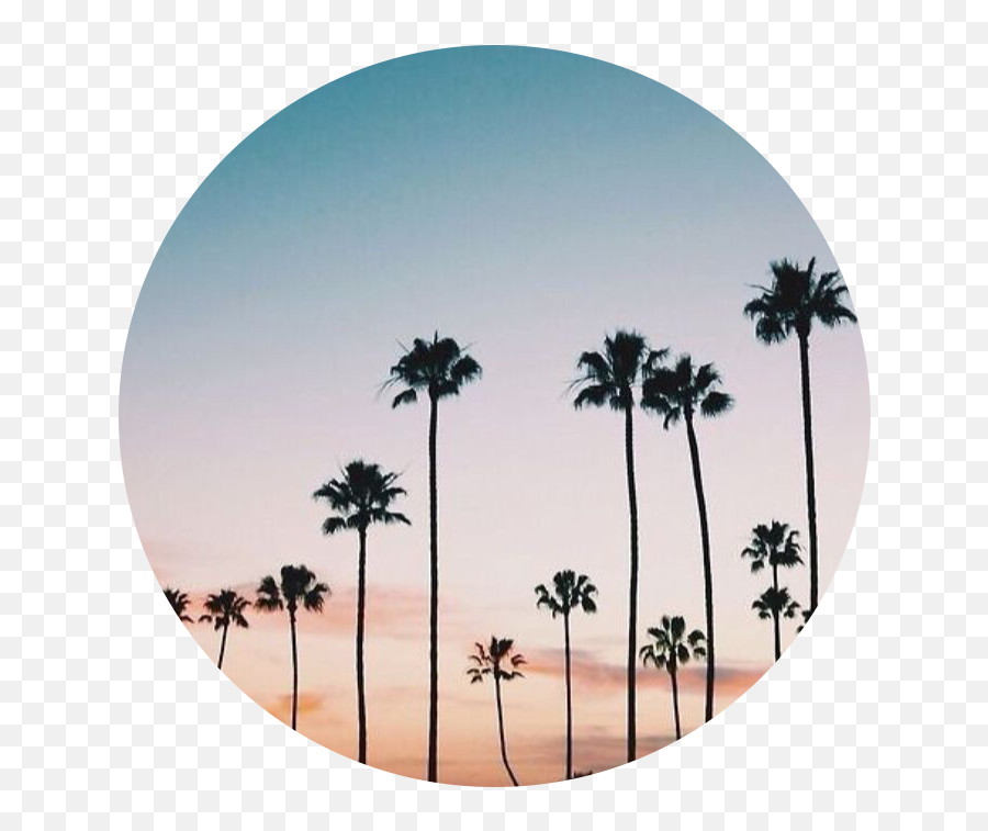Palmtree Sunset Aesthetic Sticker By Ellen - Frases Curtas E Inspiradoras Emoji,Palm Tree Drink Emoji