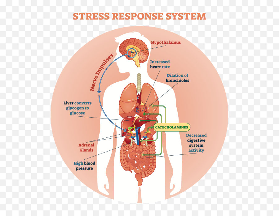 How Does Mindfulness Boost Fertility - Stress Response System Diaghram Emoji,Sympathetic Emotion