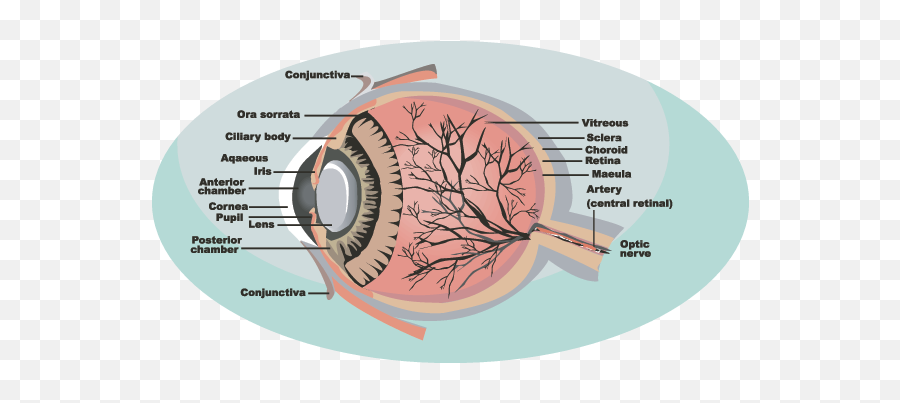 Idaho Public - Inventions Ibn Al Haytham Eye Emoji,Do Snakes Show Emotion