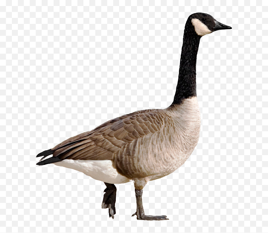 Goose Png And Vectors For Free Download - Goose Png Emoji,Canadian Goose Emoji