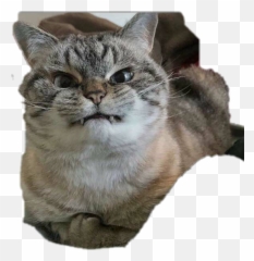 Emoji cat face angry 1199183 PNG