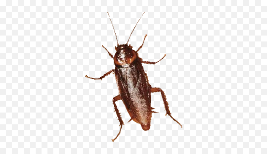 Barata Cockroach Sticker - Cockroach Emoji,Cockroach Emoji