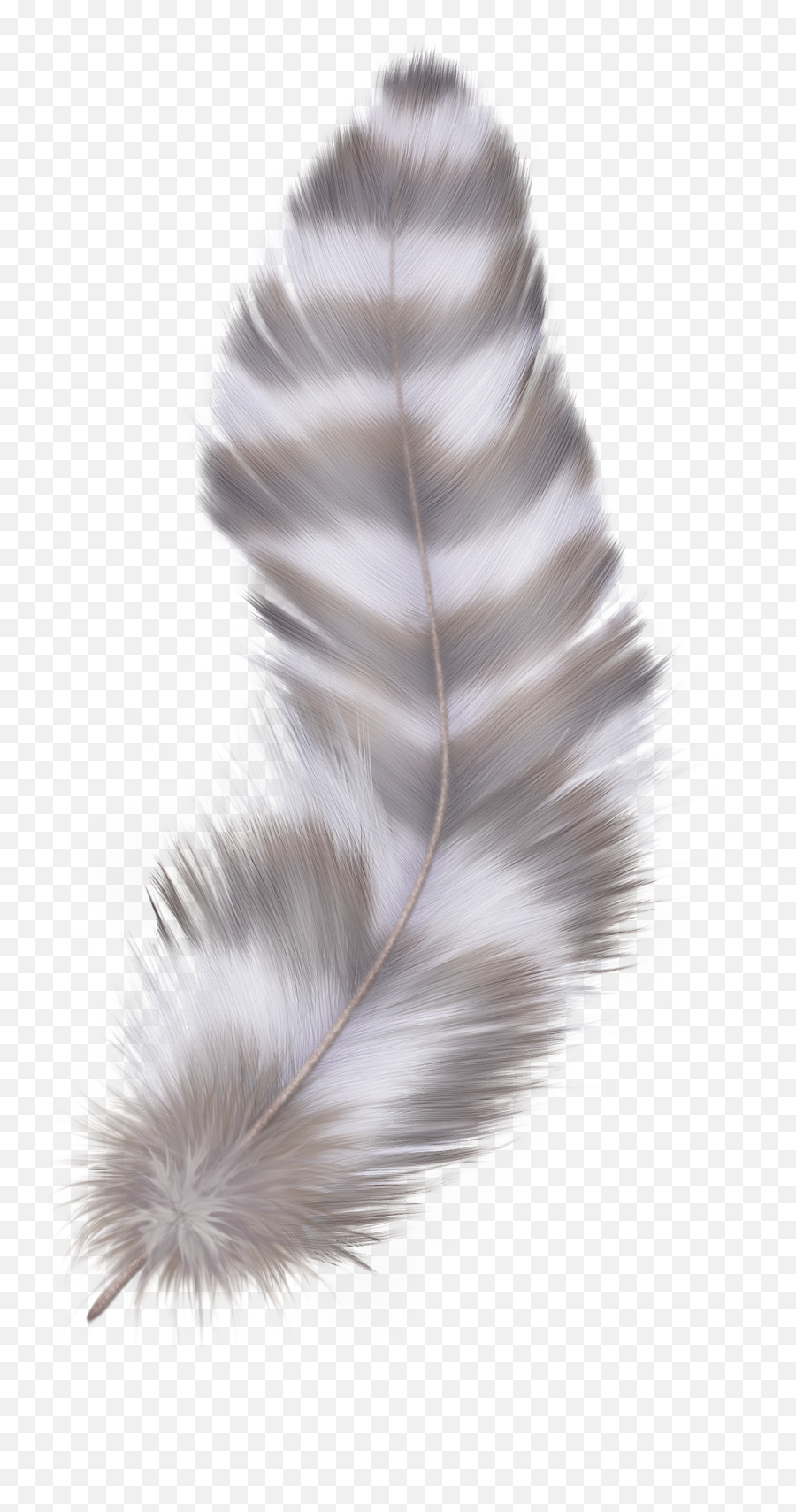 Bird Feather Asiatic Peafowl - Feather Png Png Download Feather Emoji,Feather Emoji