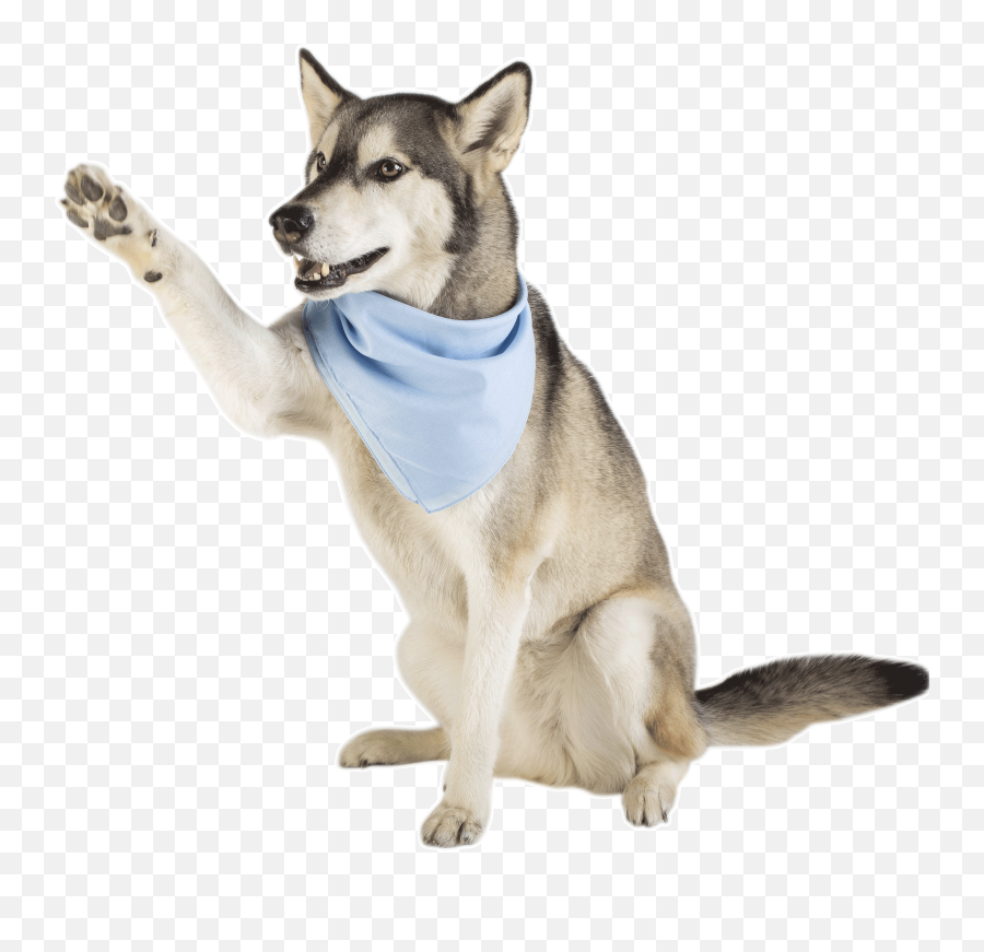 Dodge City Veterinary Hospital - Northern Breed Group Emoji,Husky Stages Of Emotion