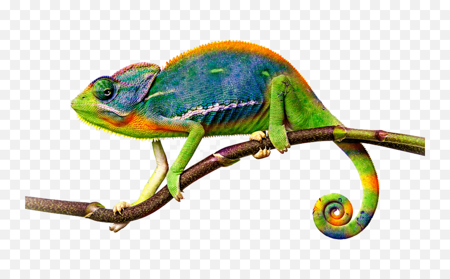 Camaleón - Chameleon Png Emoji,Chameleons Color Emotions
