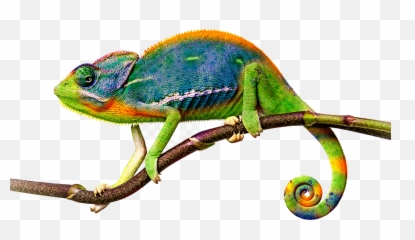 Camaleón - Chameleon Png Emoji,Chameleons Color Emotions