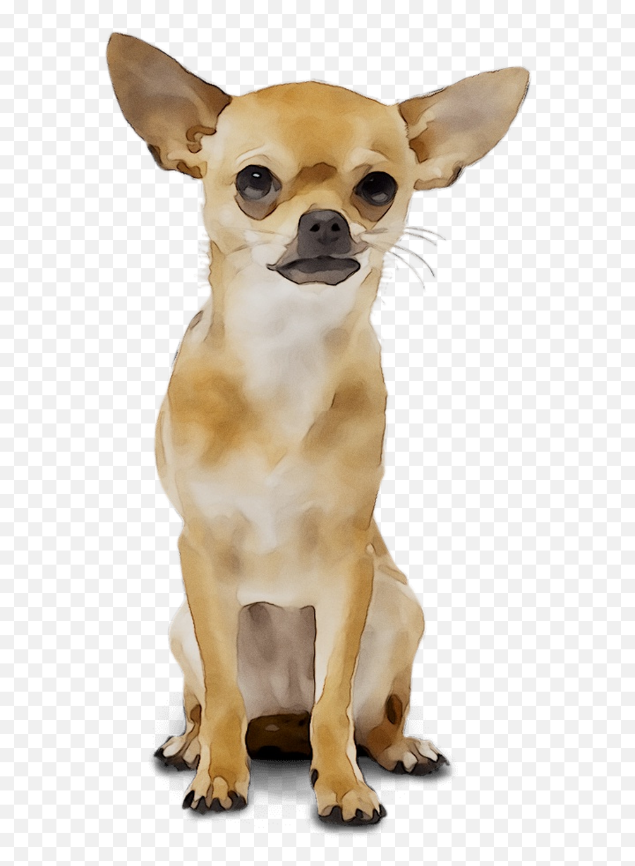Download Chihuahua Russkiy Breed Dog - Brown Chihuahua Transparent Background Emoji,Chihuahua Emoticon