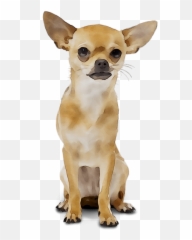 Download Chihuahua Russkiy Breed Dog - Brown Chihuahua Transparent Background Emoji,Chihuahua Emoticon