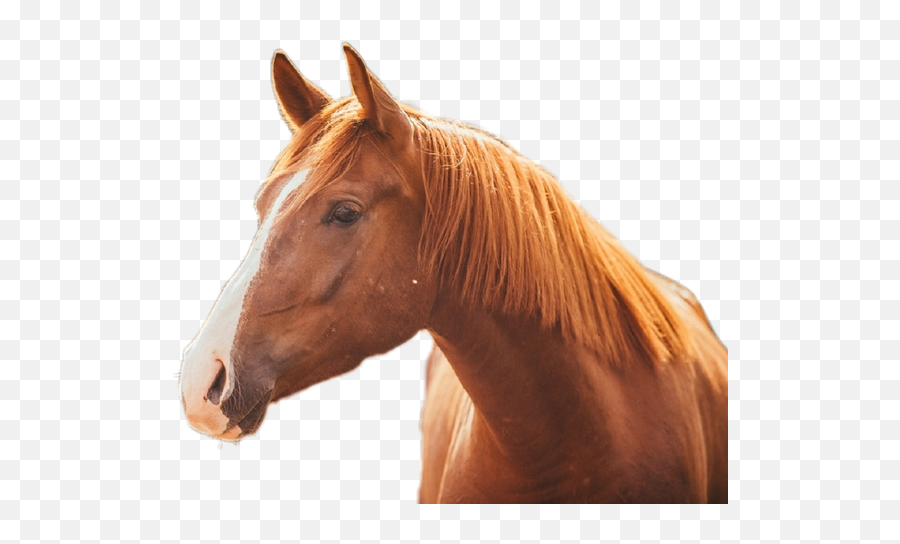 Discover Trending Horses Stickers Picsart - Rudy Ko Emoji,Hand Horse Horse Emoji