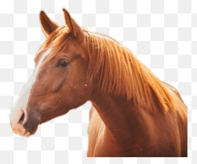 Discover Trending Horses Stickers Picsart - Rudy Ko Emoji,Hand Horse Horse Emoji