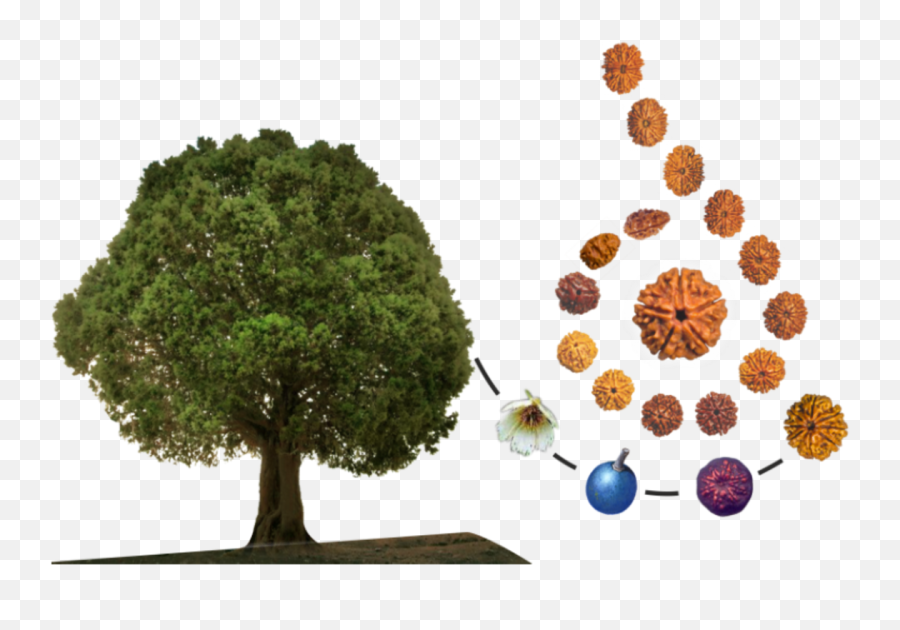 Mysterious Rudraksha - Rudraksha Tree Emoji,Bravest Warriors Emotion Lord