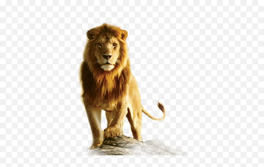 The Coolest Lion Animals U0026 Pets Images And Photos On Picsart - Male Lion Png Emoji,Lion Emoji Png